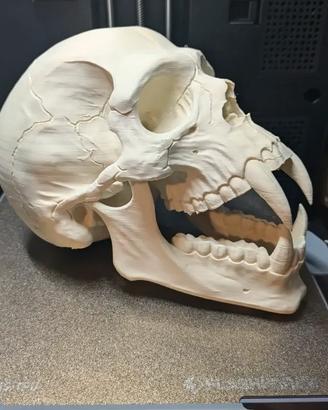 Teschio Vampiro