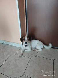  jack Russell 