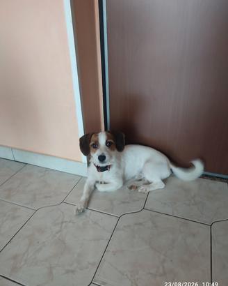  jack Russell 