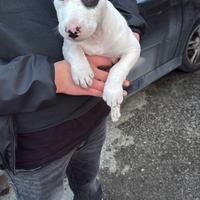 Incrocio dogo argentino bull terrier