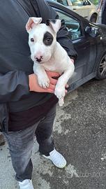 Incrocio dogo argentino bull terrier