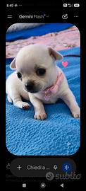 Cuccioli chihuahua