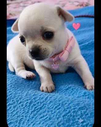 Cuccioli chihuahua