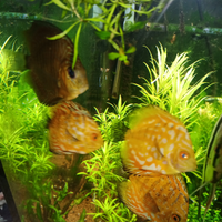 4 discus