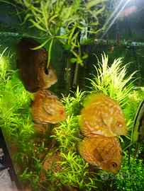 4 discus