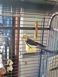 Pappagalli Calopsite