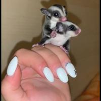 Petauro dello zucchero