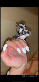 Petauro dello zucchero