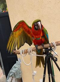 Pettorine per i pappagalli