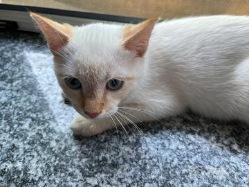 Gattino maschio 3 mesi