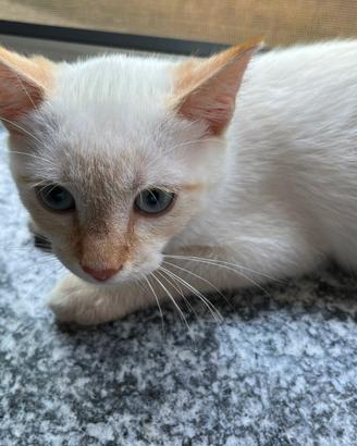 Gattino maschio 3 mesi
