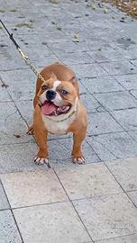 American bully pocket femmina