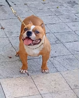American bully pocket femmina