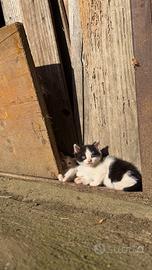 Gattini