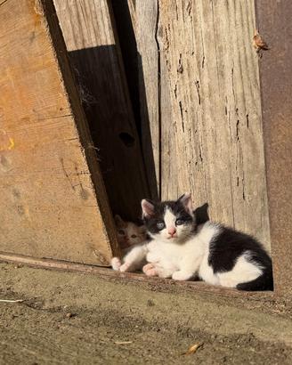 Gattini