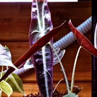 Alocasia Longiloba Purple 