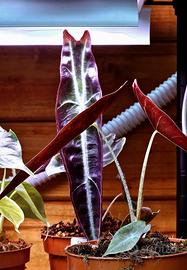 Alocasia Longiloba Purple 