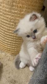 TUTTI ADOTTATI ???? Tre Cuccioli di Ragdoll