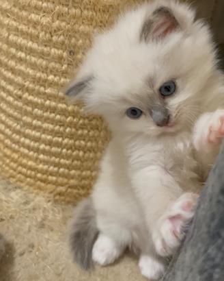 TUTTI ADOTTATI ???? Tre Cuccioli di Ragdoll