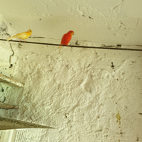 Canarini rossi mosaici e gialli