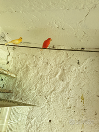 Canarini rossi mosaici e gialli