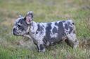 cucciolata-bulldog-francesi-merle-m-e-f