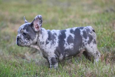 Cucciolata bulldog francesi merle M e F