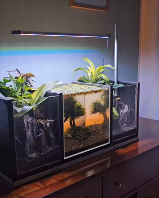 Acquario