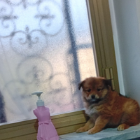 Cucciolo Spitz mini toy da borsetta