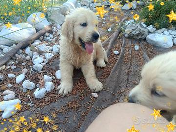 Golden Retriever pedigree ENCI