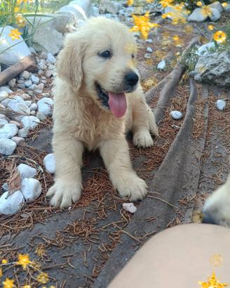 Golden Retriever pedigree ENCI