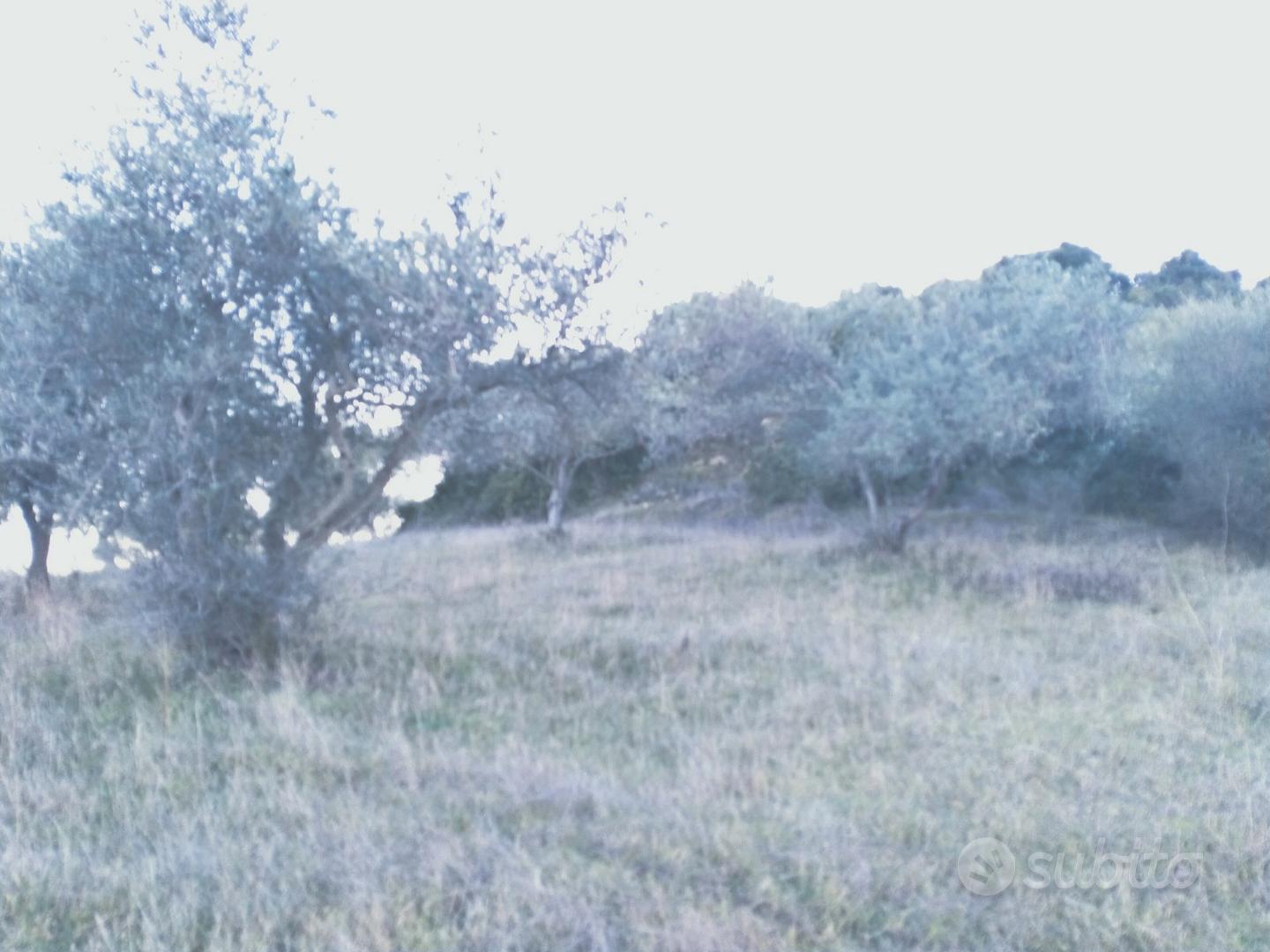 Oliveto terreno martis (SS) - Vista 4