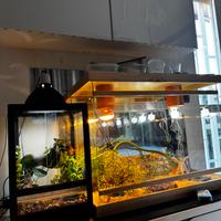 TERRARIO LEGNO E CRISTALLO  74 l x 38 p x 50 h