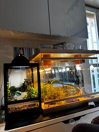 TERRARIO LEGNO E CRISTALLO  74 l x 38 p x 50 h