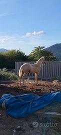Puledro quarter palomino