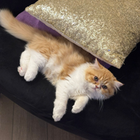 Cuccioli di persiano ipertipici