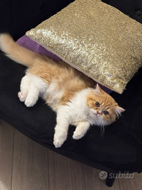 Cuccioli di persiano ipertipici