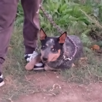 Cucciolone di carter dogs