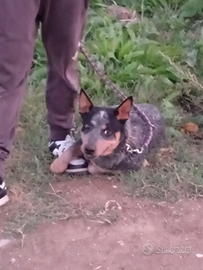 Cucciolone di carter dogs