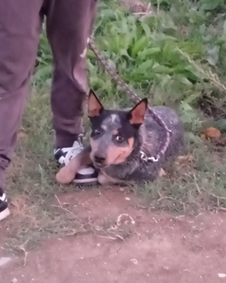 Cucciolone di carter dogs