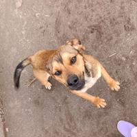 Martino, Beagle mix in Canile