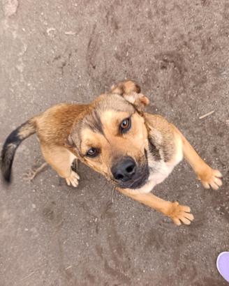 Martino, Beagle mix in Canile