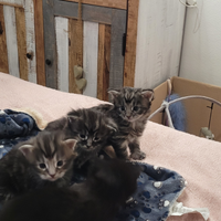 Cuccioli Maine coon disponibili (ultimi 2)