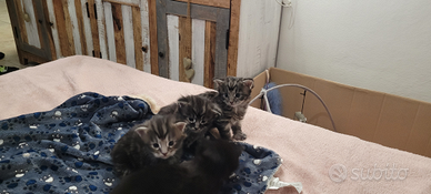 Cuccioli Maine coon disponibili (ultimi 2)