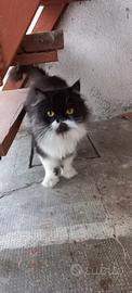 Dolcissime gattine persiane