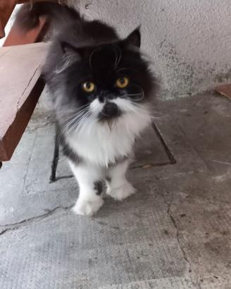 Dolcissime gattine persiane