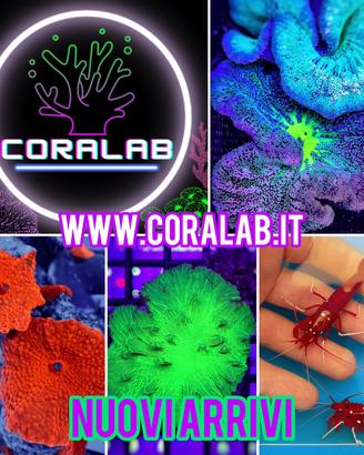 Coralli Anemoni Acquario Marino Pesci + Spedizione
