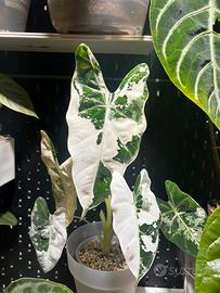 Alocasia Frydek Variegata