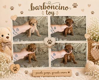 Barboncino mini toy