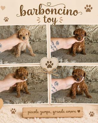 Barboncino mini toy